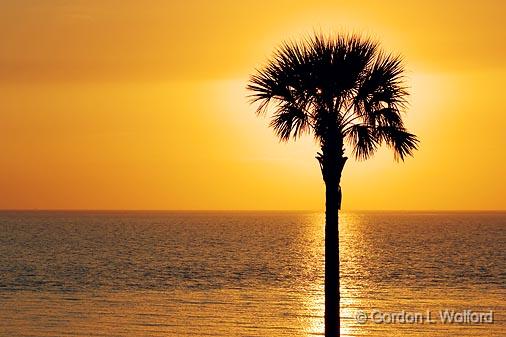 Palm Against Sunrise_28201.jpg - Matagorda Bay at sunrise, photographed near Port Lavaca, Texas, USA.